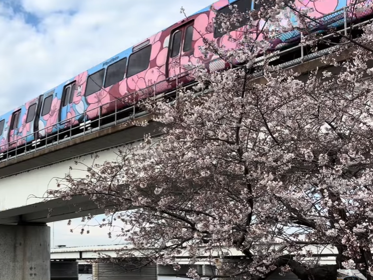 Subway going over a river with a pink flowering tree in the foreground. 